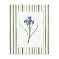 thumbnail image 1 of Stupell Industries Traditional Spring Iris And Stripes Canvas Art, 16 x 20, by Nan, 1 of 8