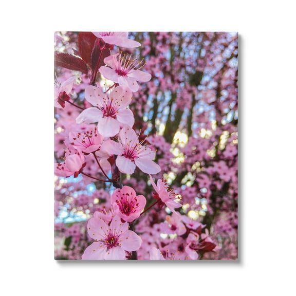 Stupell Industries Spring Pink Cherry Blossom Flowers Blooming Photography Photograph Gallery Wrapped Canvas Print Wall Art, Design by Heidi Bannon