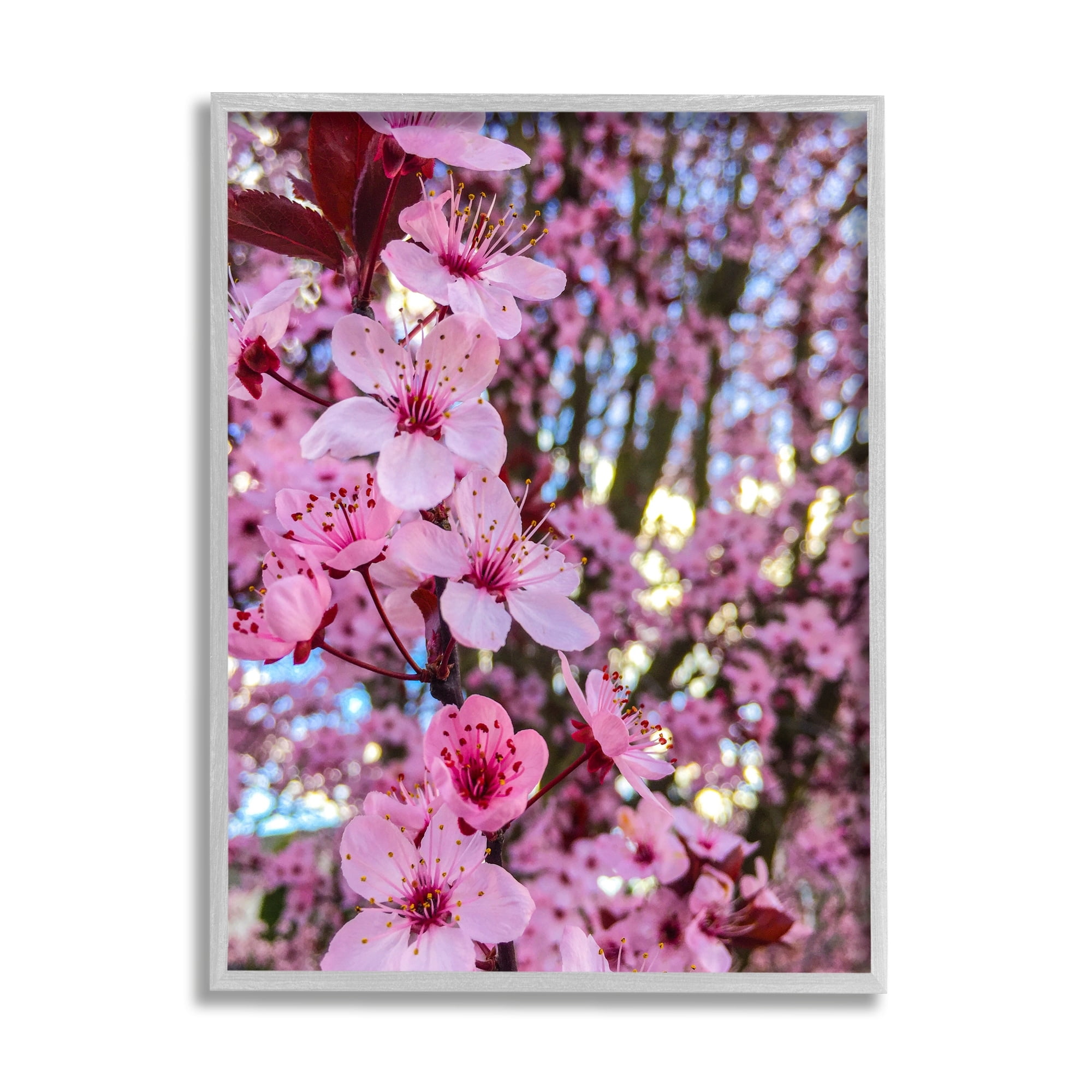Stupell Industries Spring Pink Cherry Blossom Flowers Blooming Photography Photograph Gray Framed Art Print Wall Art, Design by Heidi Bannon