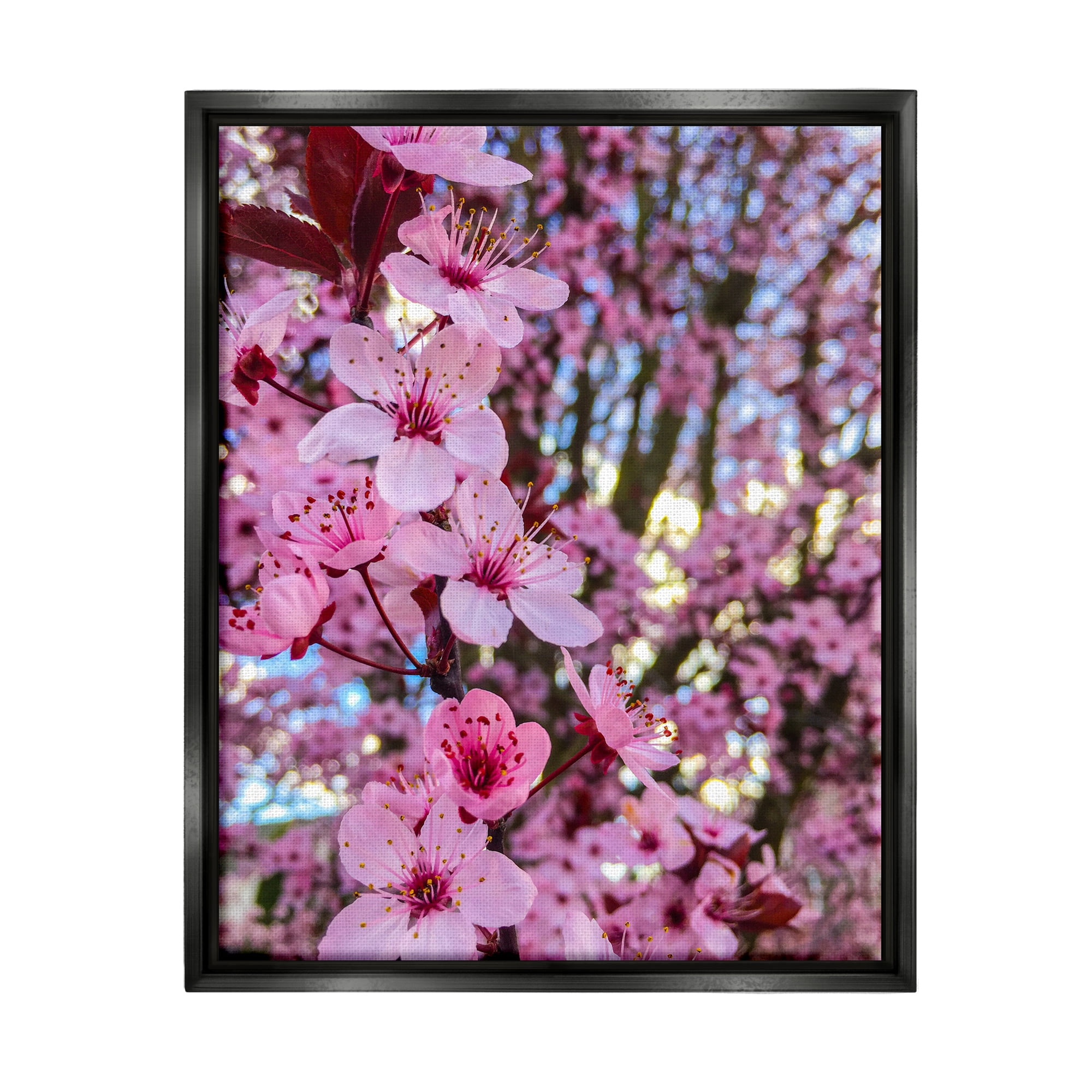 Stupell Industries Spring Pink Cherry Blossom Flowers Blooming Photography Photograph Jet Black Floating Framed Canvas Print Wall Art, Design by Heidi Bannon