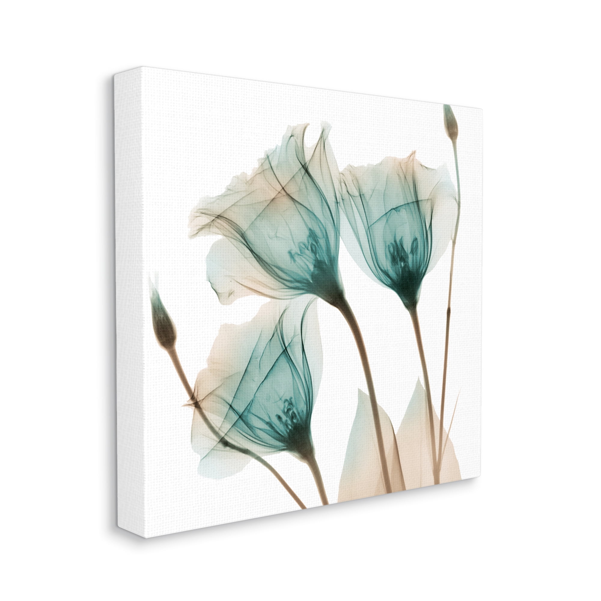 Stupell Industries Spring Tulip Florals Translucent Plant Botanical & Floral Photography Gallery Wrapped Canvas Print Wall Art, 24 x 24