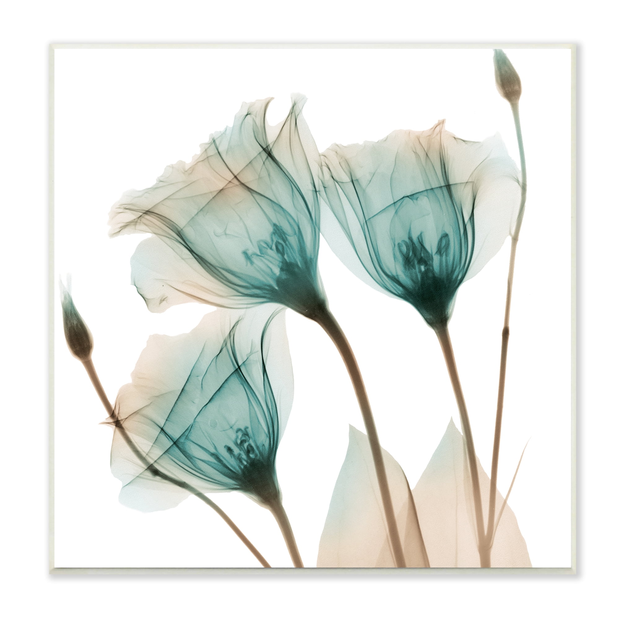 Stupell Industries Spring Tulip Florals Translucent Plant Botanical & Floral Photography Unframed Art Print Wall Art, 12 x 12