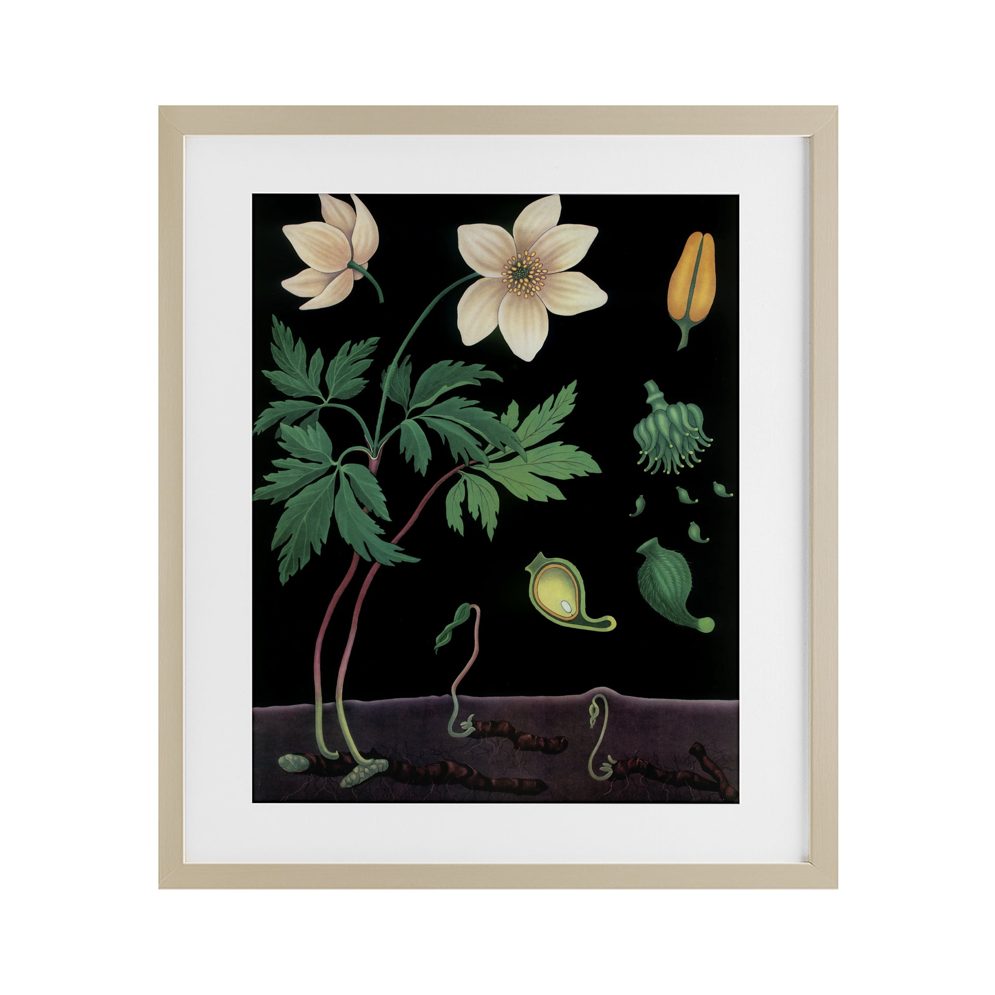Stupell Industries Sprouting Wildflower Illustrations Birch Framed Print Under Glass, design by Vintage Hustle