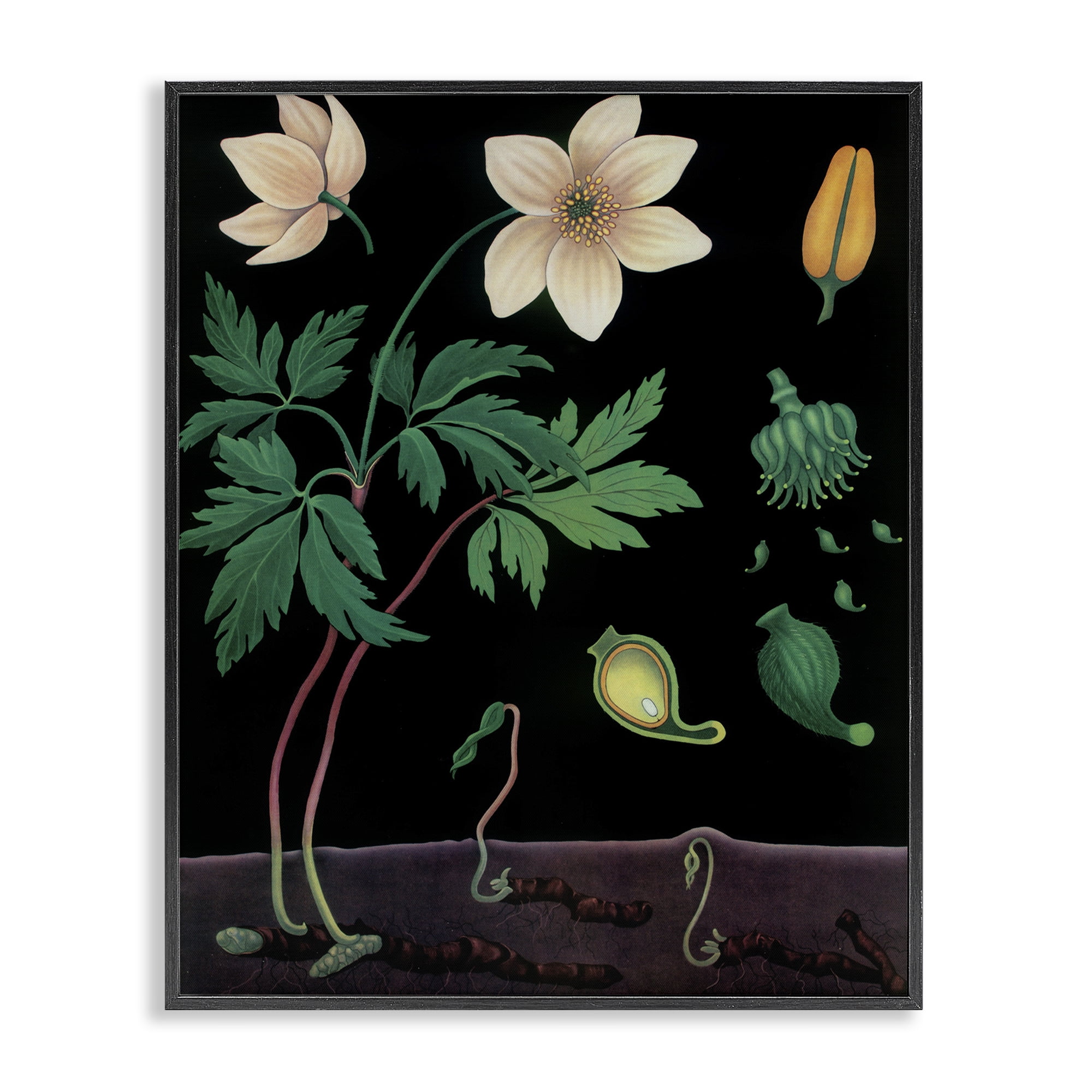 Stupell Industries Sprouting Wildflower Illustrations Black Framed Giclee Art, design by Vintage Hustle