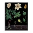 thumbnail image 1 of Stupell Industries Victorian Sprouting Wildflower Illustrations Black Framed Giclee Art, 16 x 20, by Vintage Hustle, 1 of 8