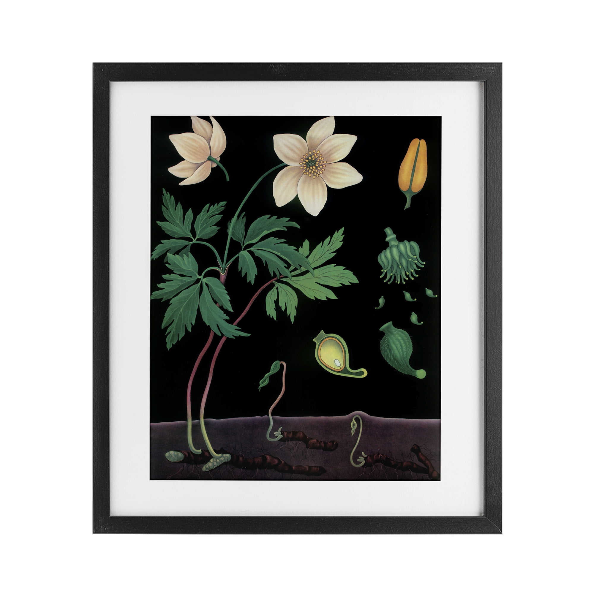 Stupell Industries Sprouting Wildflower Illustrations Black Framed Print Under Glass, design by Vintage Hustle
