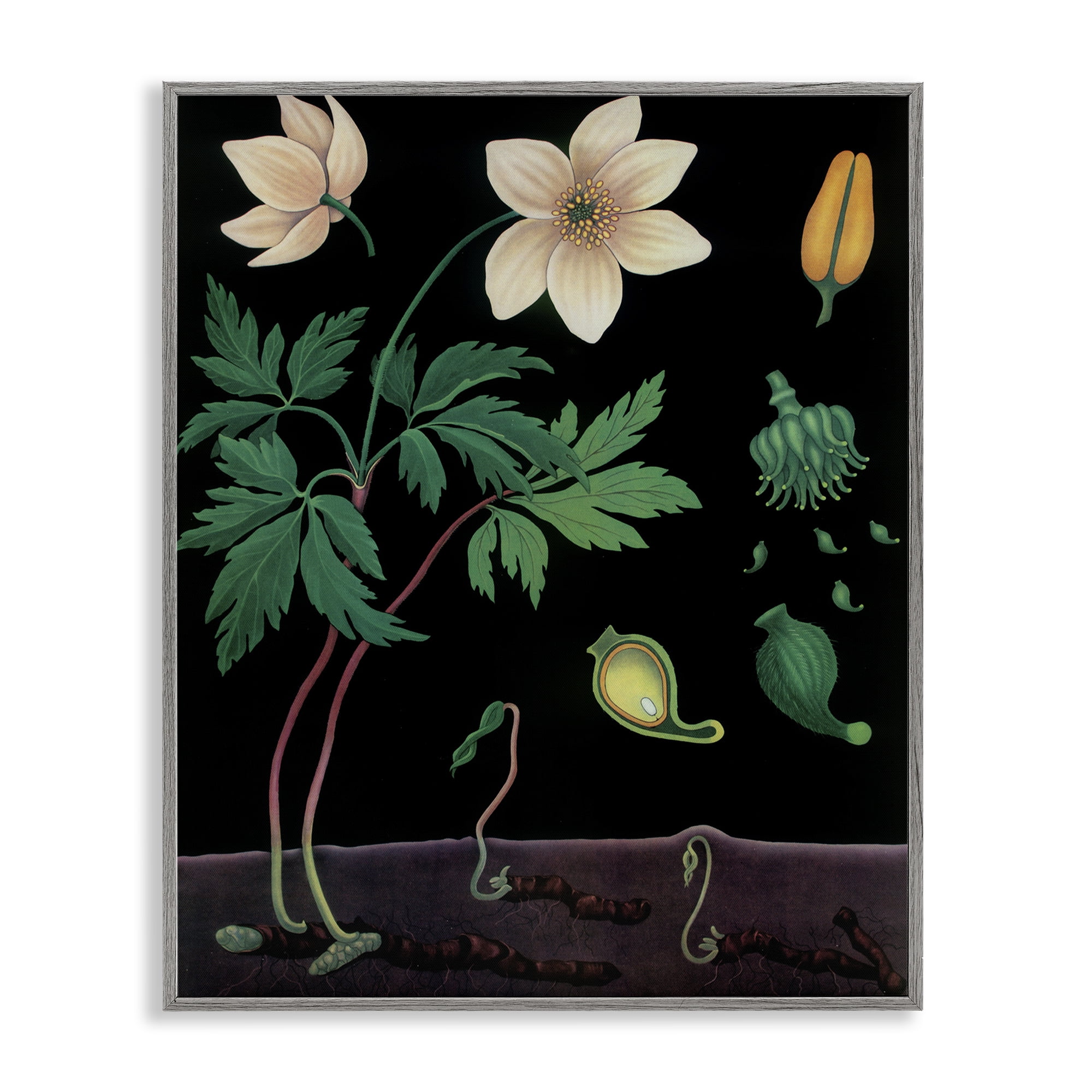Stupell Industries Sprouting Wildflower Illustrations Gray Framed Giclee Art, design by Vintage Hustle
