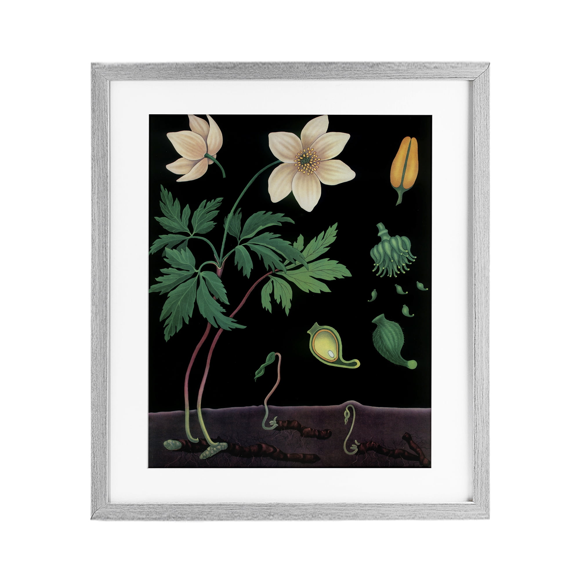 Stupell Industries Sprouting Wildflower Illustrations Gray Framed Print Under Glass, design by Vintage Hustle