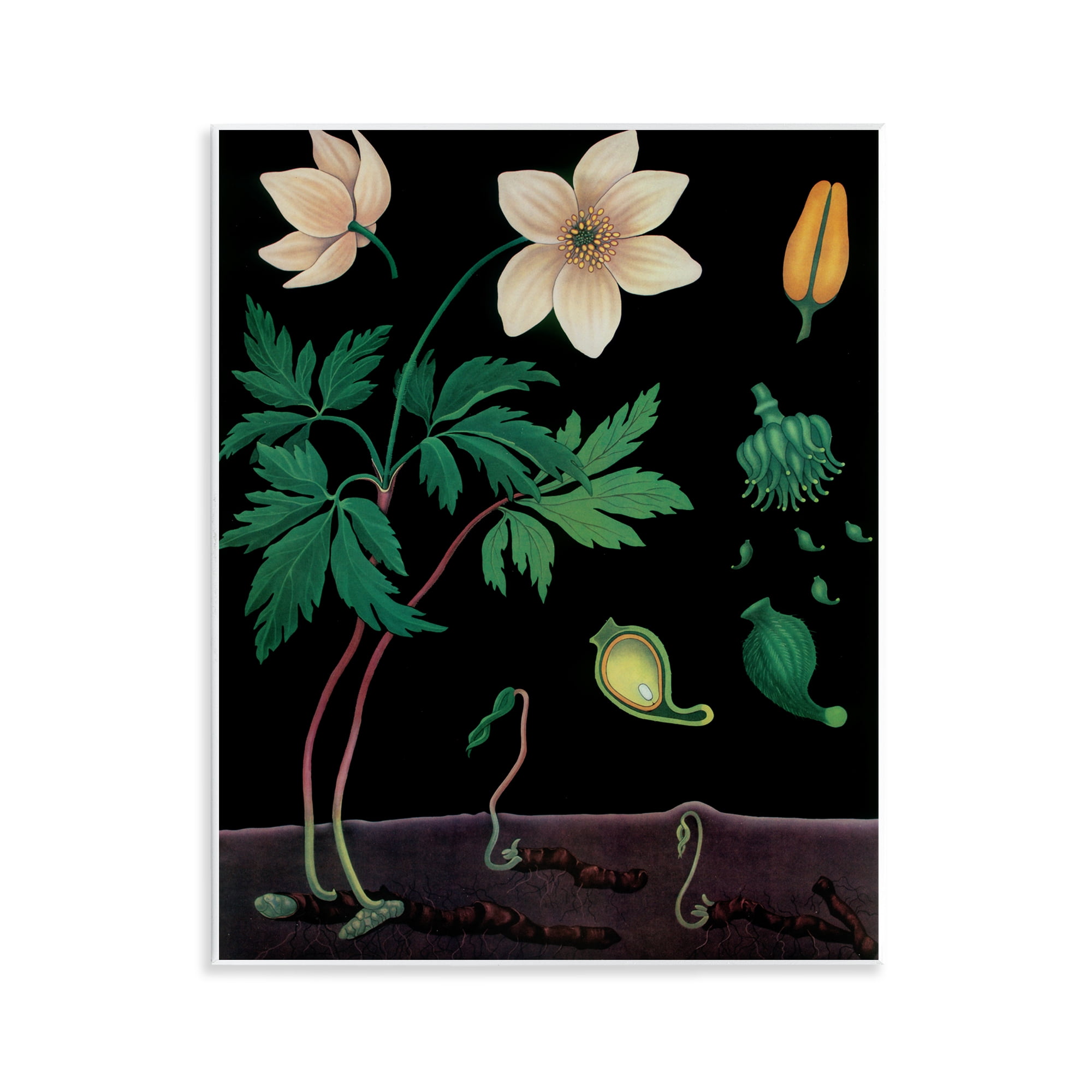 Stupell Industries Sprouting Wildflower Illustrations Wall Plaque Art, design by Vintage Hustle