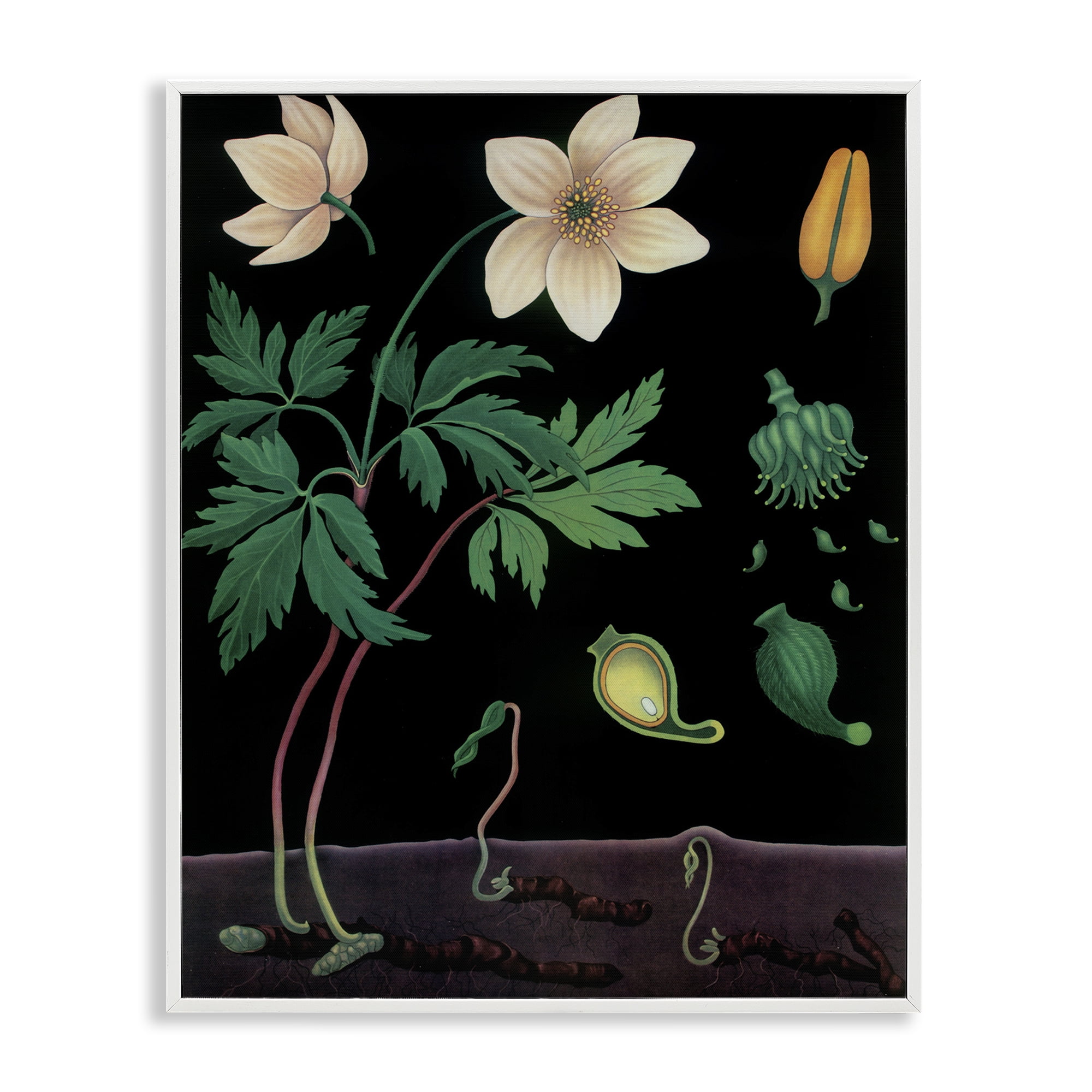 Stupell Industries Sprouting Wildflower Illustrations White Framed Giclee Art, design by Vintage Hustle