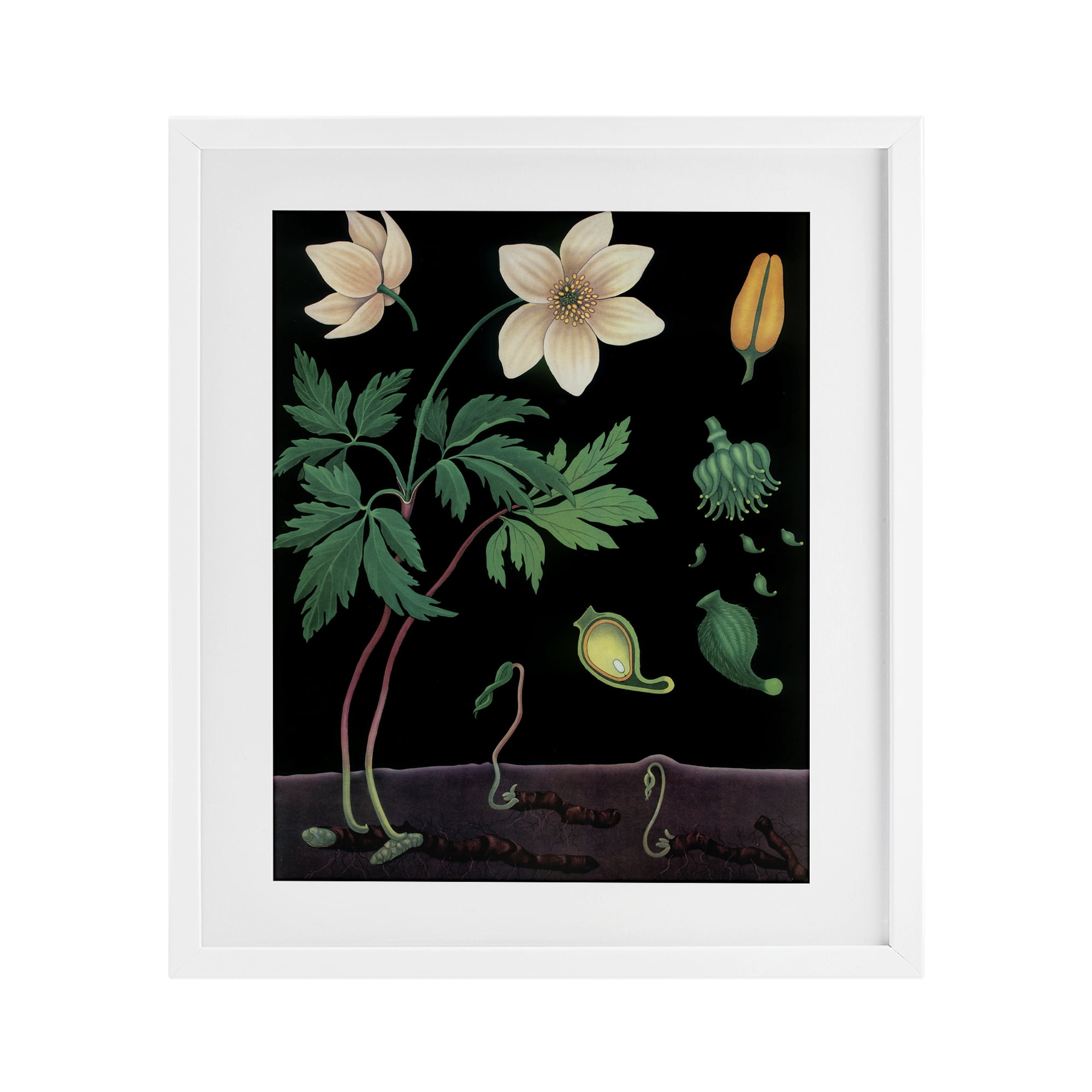 Stupell Industries Sprouting Wildflower Illustrations White Framed Print Under Glass, design by Vintage Hustle