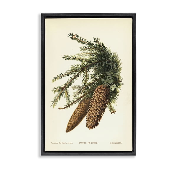 Stupell Industries Victorian Spruce & Fir Cones Black Floating Frame Canvas Art, 17 x 25, by Tina Higgins Designs Inc.