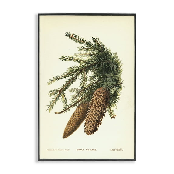 Stupell Industries Spruce & Fir Cones Plants & Flowers Painting Black Framed Art Print Wall Art, 20 x 30