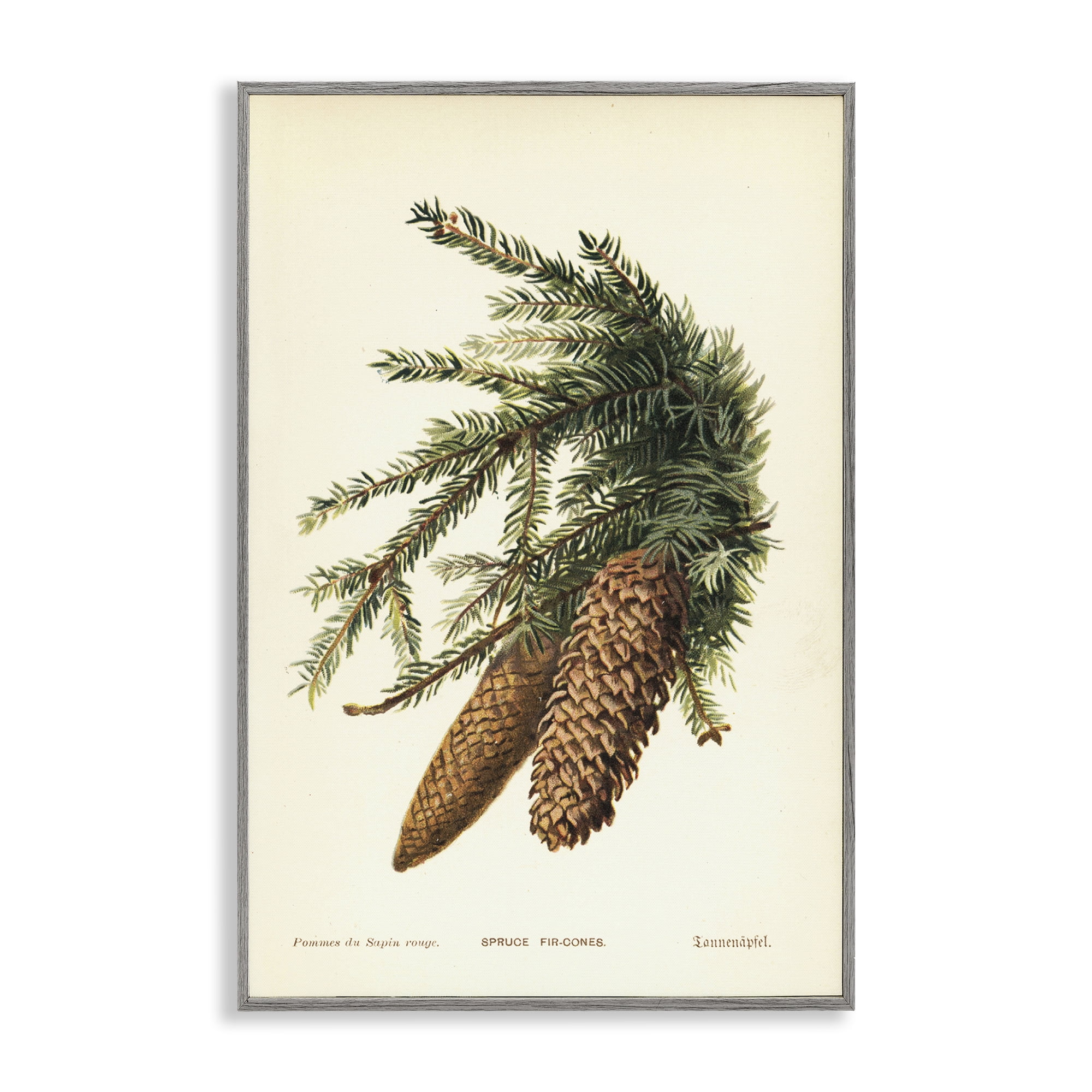 Stupell Industries Spruce & Fir Cones Plants & Flowers Painting Gray Framed Art Print Wall Art, 16 x 24