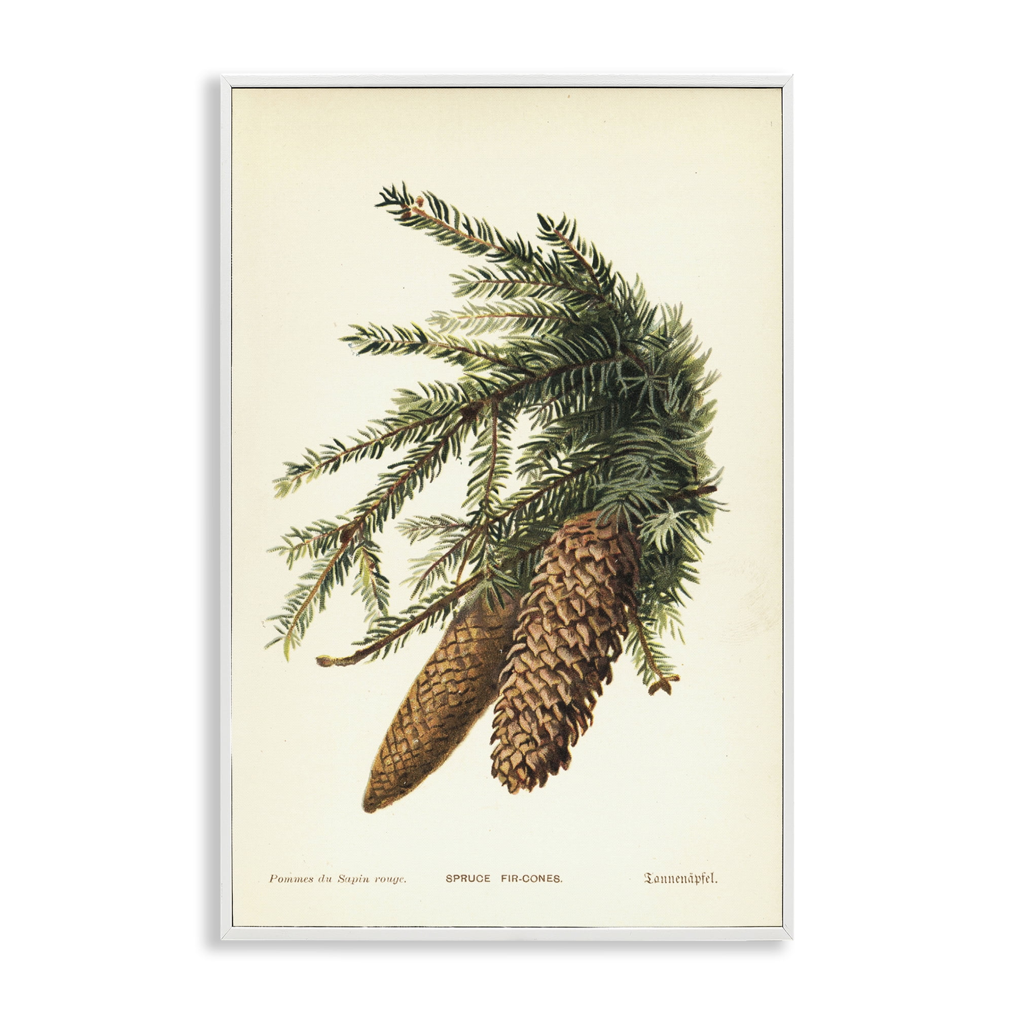 Stupell Industries Spruce & Fir Cones Plants & Flowers Painting White Framed Art Print Wall Art, 12 x 18