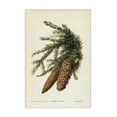 thumbnail image 1 of Stupell Industries Victorian Spruce & Fir Cones Canvas Art, 16 x 24, by Tina Higgins Designs Inc., 1 of 8