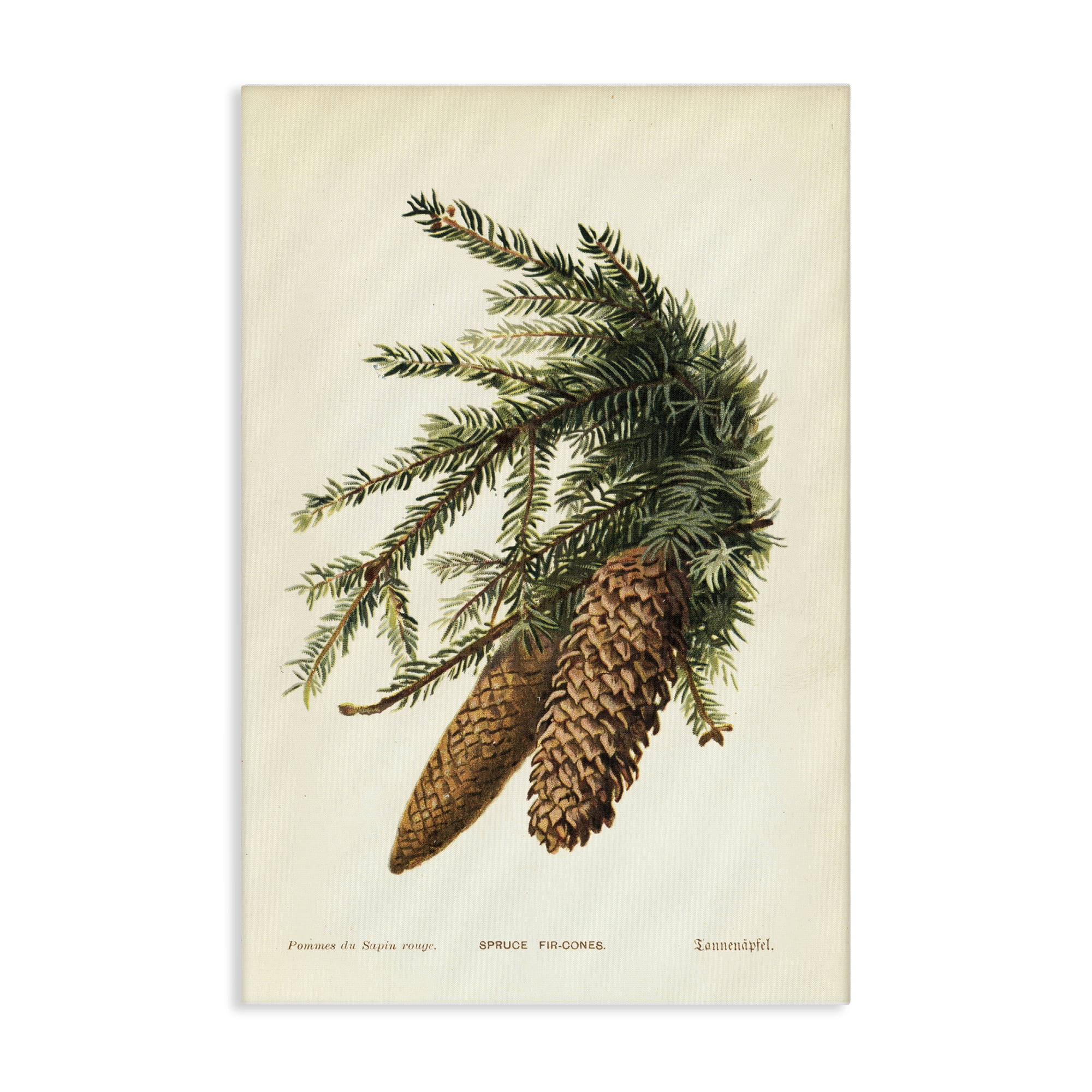 Stupell Industries Spruce & Fir Cones Plants & Flowers Painting Wrapped Canvas Art Print Wall Art, 20 x 30