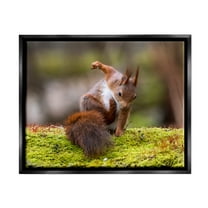Stupell Industries Squirrel on Mossy Log Animals & Insects Photography Black Floater Framed Canvas Art Print Wall Art, 21 x 17