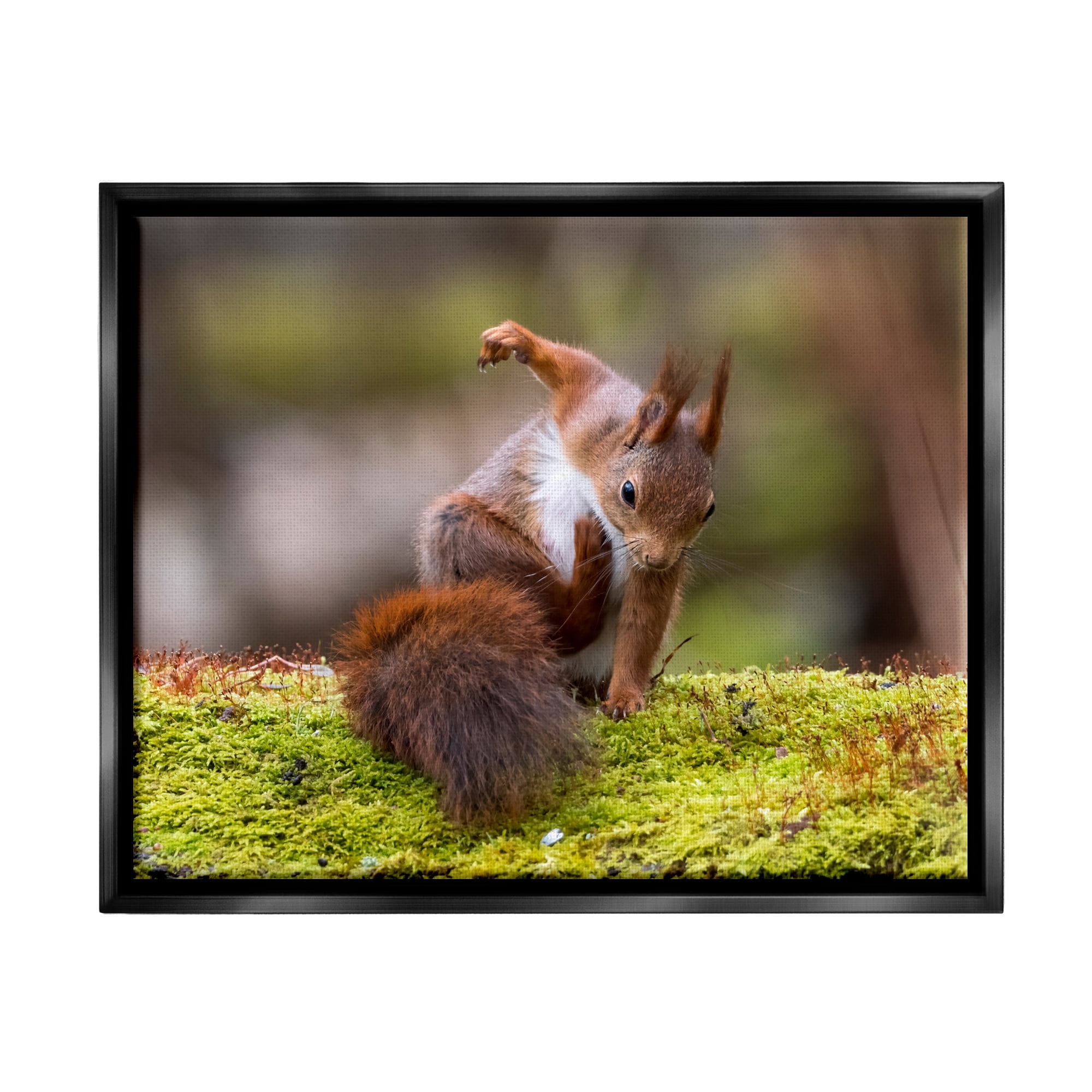 Stupell Industries Squirrel on Mossy Log Animals & Insects Photography Black Floater Framed Canvas Art Print Wall Art, 31 x 25