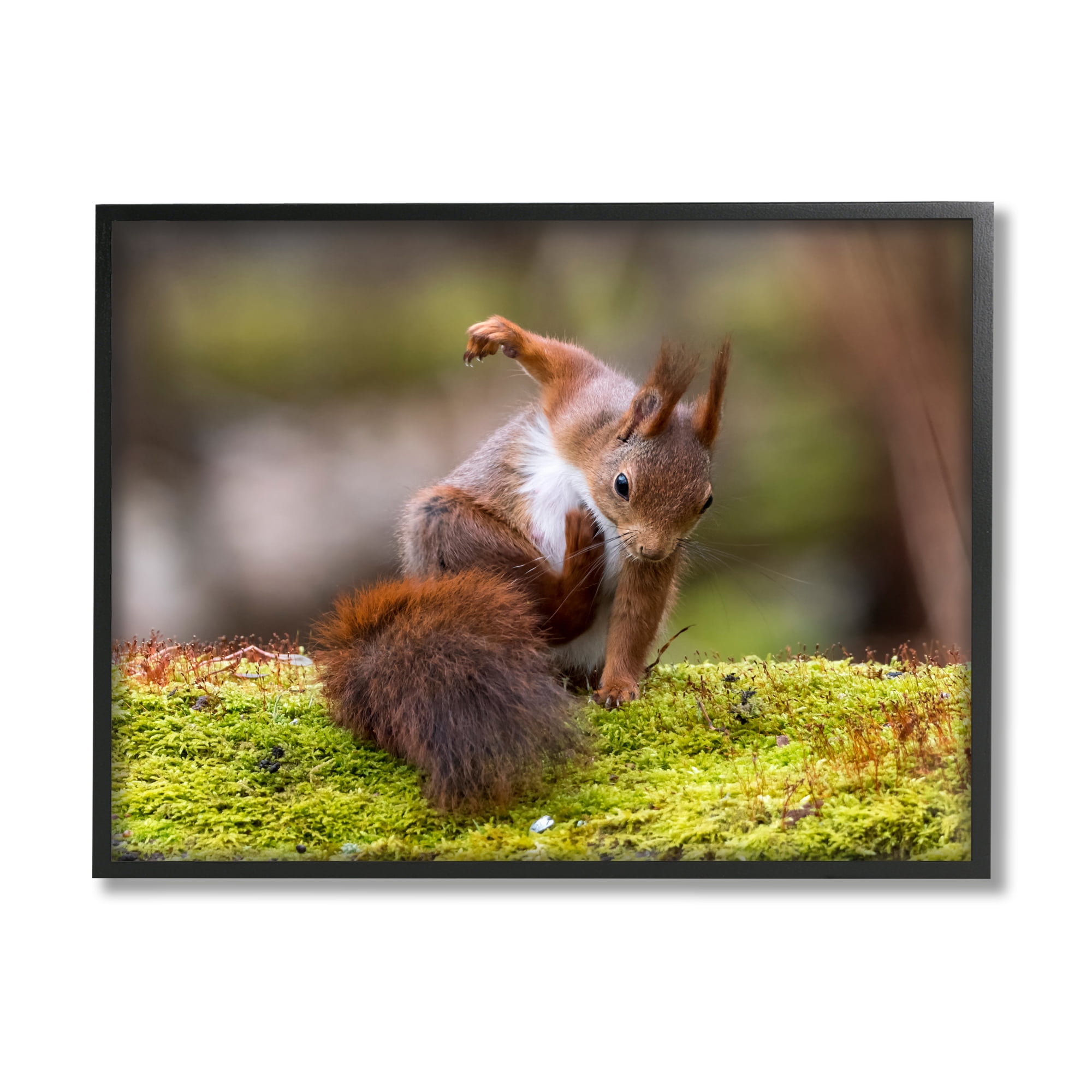 Stupell Industries Squirrel on Mossy Log Animals & Insects Photography Black Framed Art Print Wall Art, 20 x 16