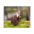 thumbnail image 1 of Stupell Industries Squirrel on Mossy Log Animals & Insects Photography Gallery Wrapped Canvas Art Print Wall Art, 20 x 16, 1 of 8