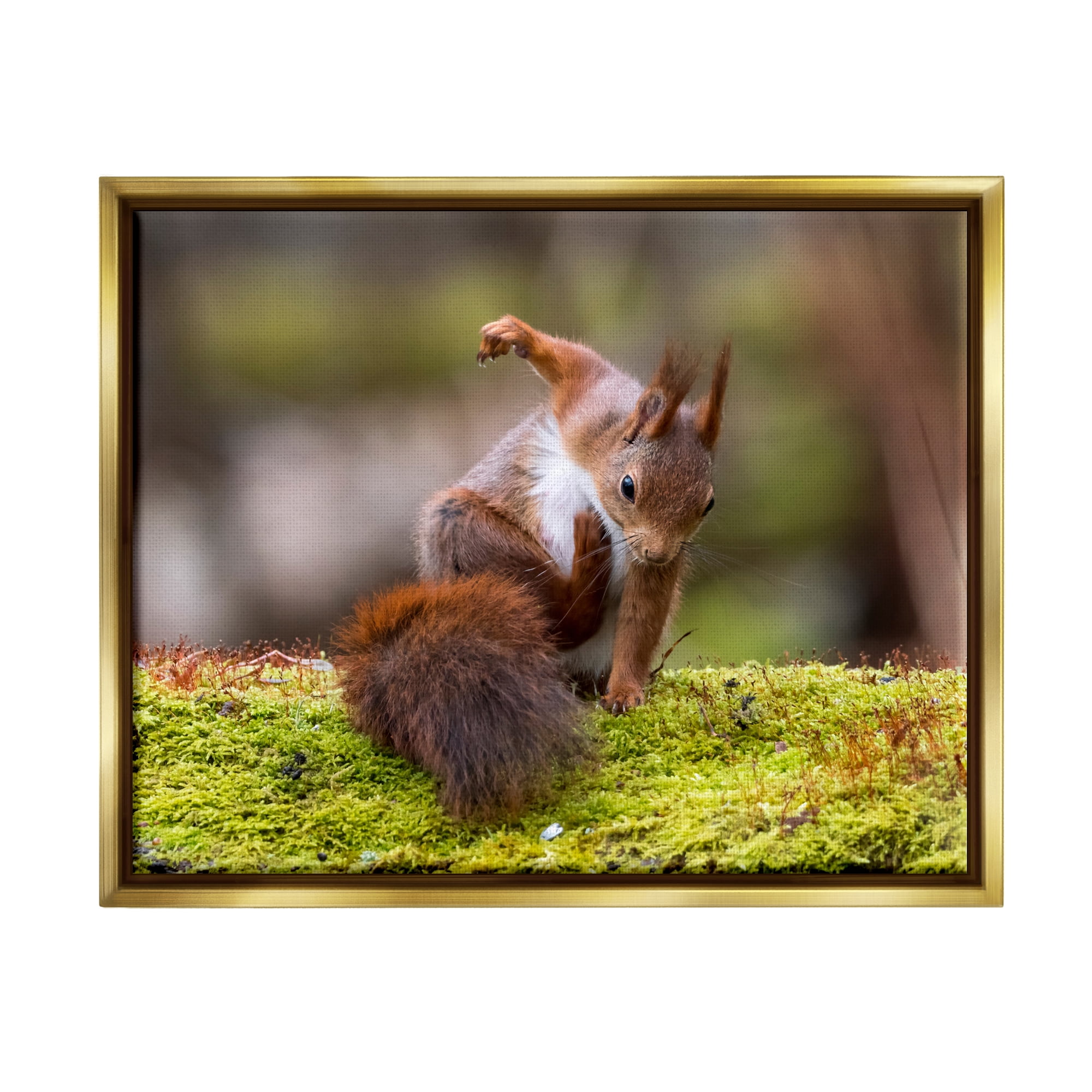 Stupell Industries Squirrel on Mossy Log Animals & Insects Photography Gold Floater Framed Canvas Art Print Wall Art, 31 x 25