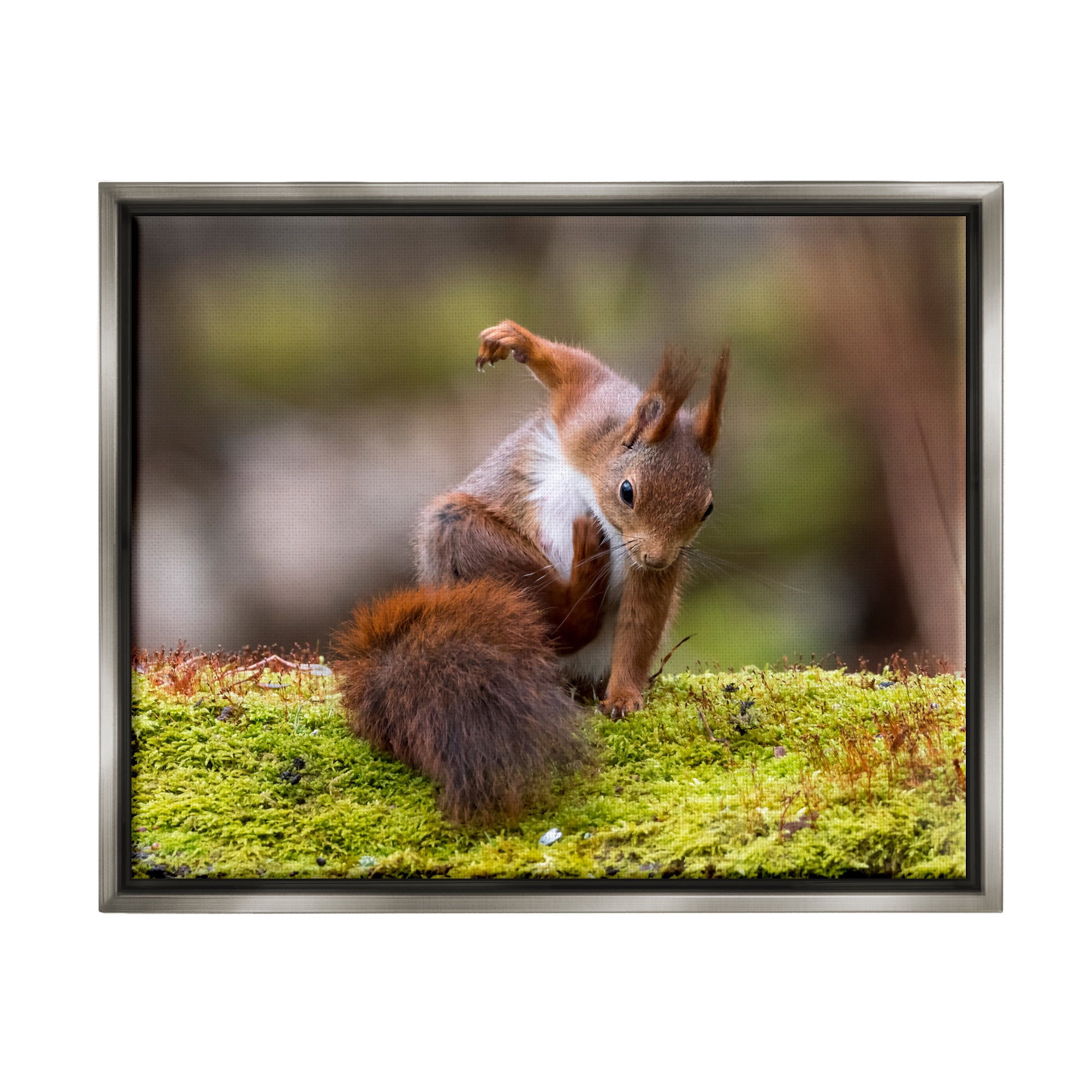 Stupell Industries Squirrel on Mossy Log Animals & Insects Photography Gray Floater Framed Canvas Art Print Wall Art, 21 x 17