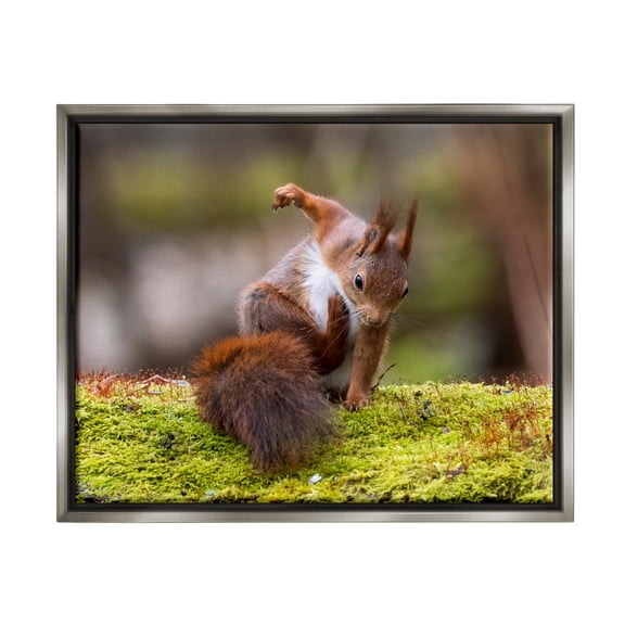 Stupell Industries Squirrel on Mossy Log Animals & Insects Photography Gray Floater Framed Canvas Art Print Wall Art, 21 x 17