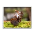 thumbnail image 1 of Stupell Industries Squirrel on Mossy Log Animals & Insects Photography Gray Framed Art Print Wall Art, 14 x 11, 1 of 9