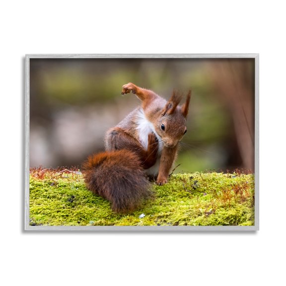 Stupell Industries Squirrel on Mossy Log Animals & Insects Photography Gray Framed Art Print Wall Art, 14 x 11