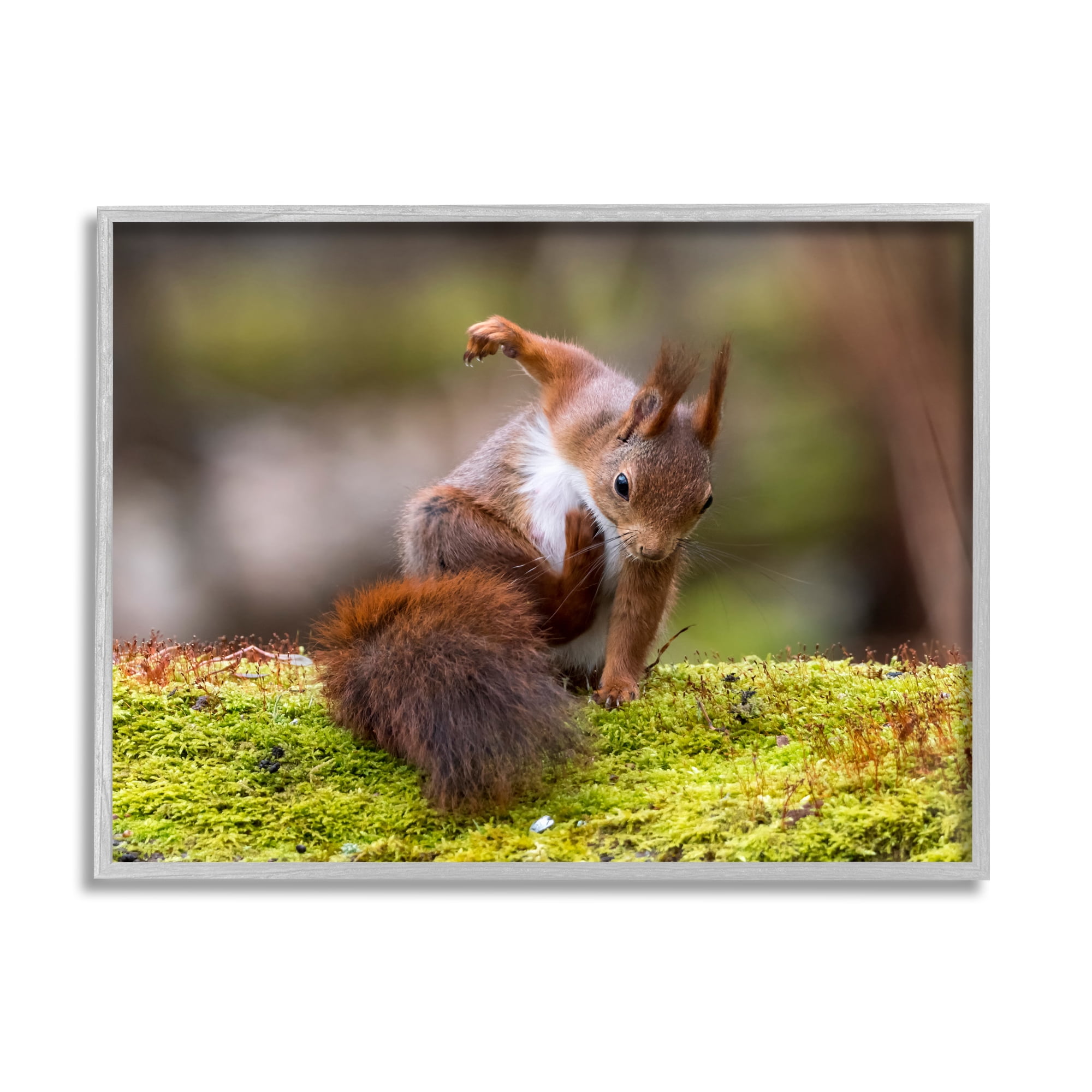Stupell Industries Squirrel on Mossy Log Animals & Insects Photography Gray Framed Art Print Wall Art, 30 x 24