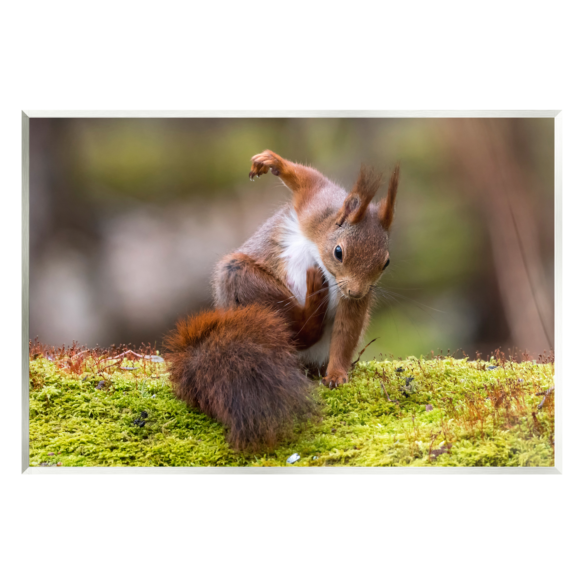 Stupell Industries Squirrel on Mossy Log Animals & Insects Photography Unframed Art Print Wall Art, 19 x 13