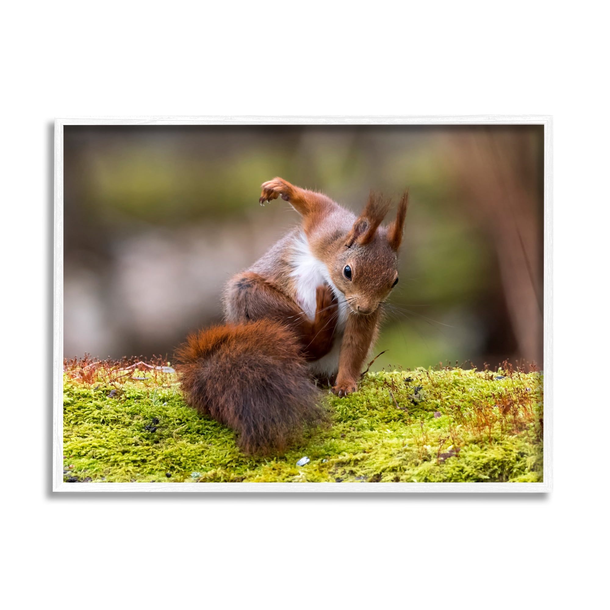 Stupell Industries Squirrel on Mossy Log Animals & Insects Photography White Framed Art Print Wall Art, 30 x 24