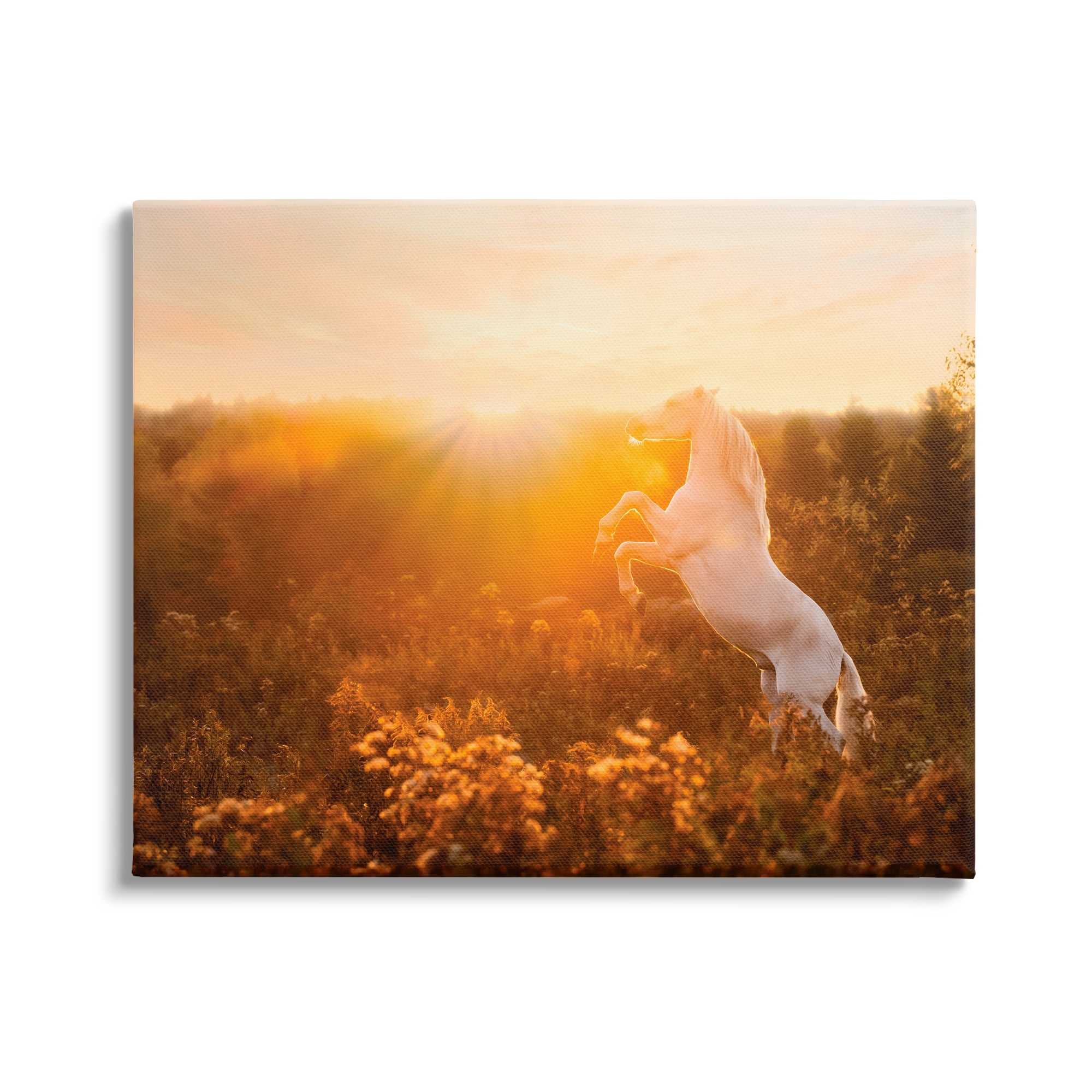 Stupell Industries Standing Horse in Rising Sun Landscape Photography Gallery Wrapped Canvas Art Print Wall Art, 20 x 16
