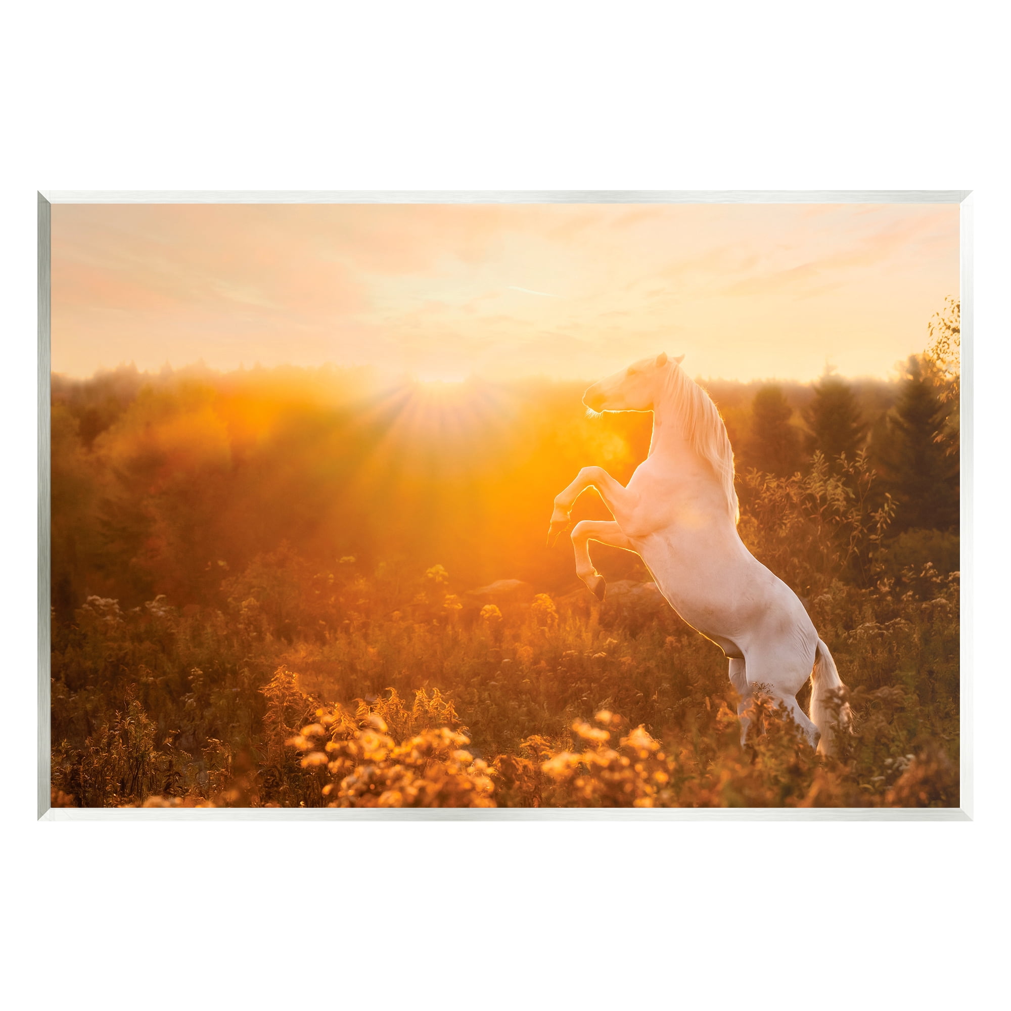 Stupell Industries Standing Horse in Rising Sun Landscape Photography Unframed Art Print Wall Art, 15 x 10