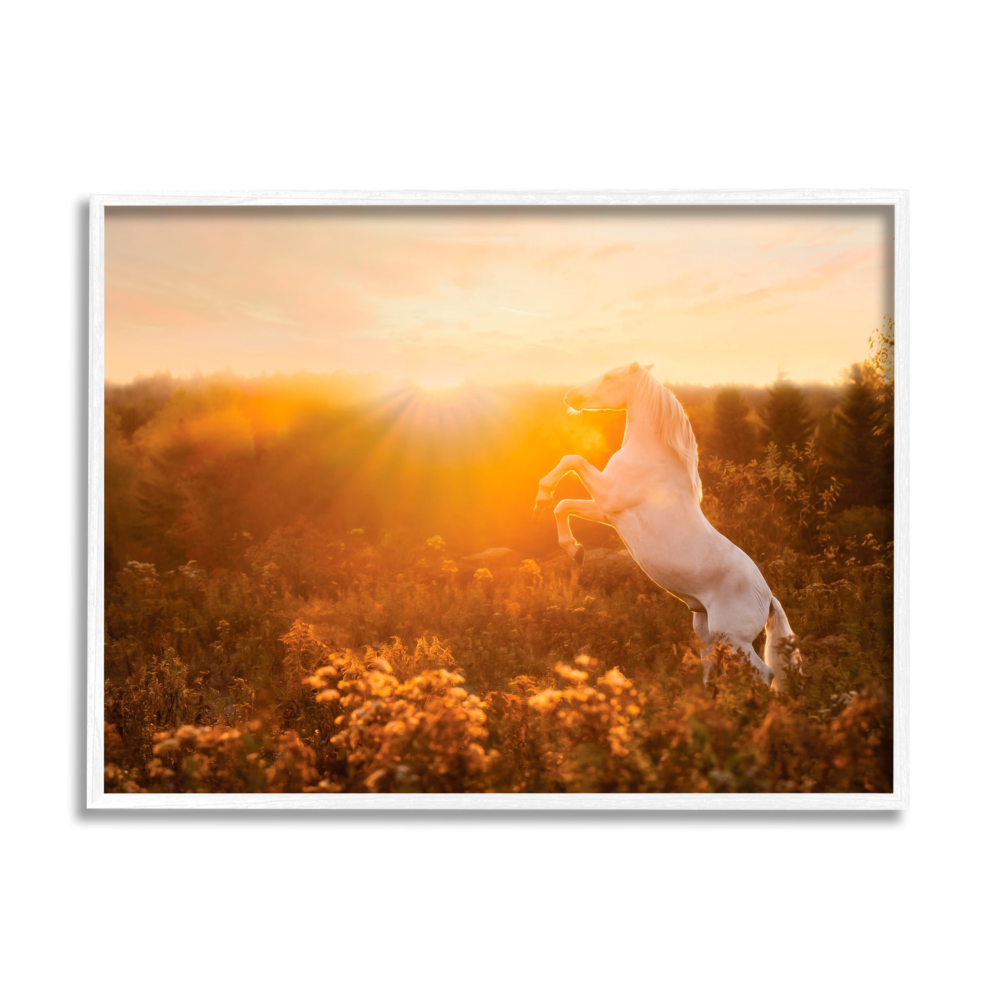 Stupell Industries Standing Horse in Rising Sun Landscape Photography White Framed Art Print Wall Art, 20 x 16