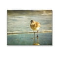 thumbnail image 1 of Stupell Industries Stepping Sandpiper at Shore Animals & Insects Photography Gallery Wrapped Canvas Art Print Wall Art, 20 x 16, 1 of 8