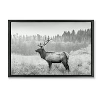 Stupell Industries Stoic American Elk Landscape & Nature Photography Black Floater Framed Canvas Art Print Wall Art, 25 x 17