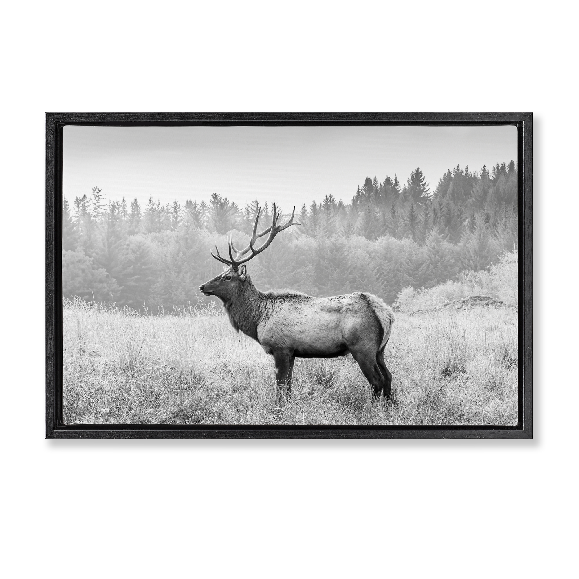 Stupell Industries Stoic American Elk Landscape & Nature Photography Black Floater Framed Canvas Art Print Wall Art, 31 x 21