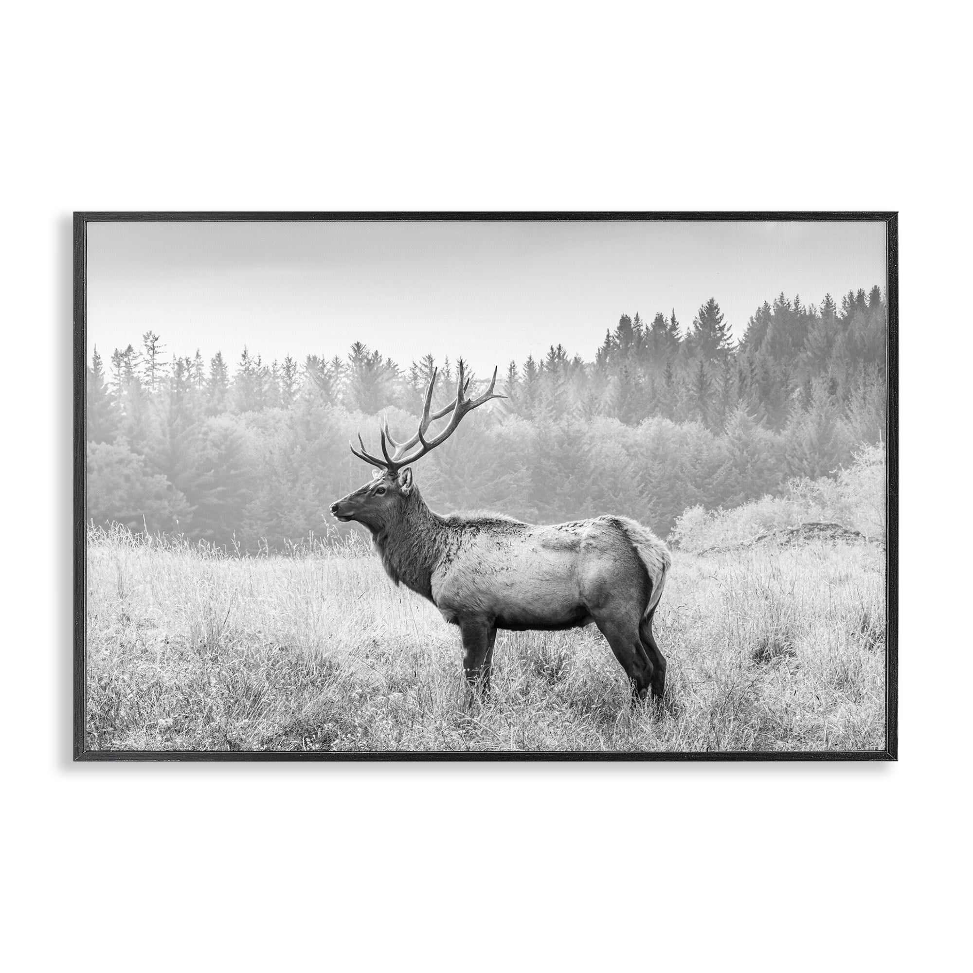 Stupell Industries Stoic American Elk Landscape & Nature Photography Black Framed Art Print Wall Art, 30 x 20
