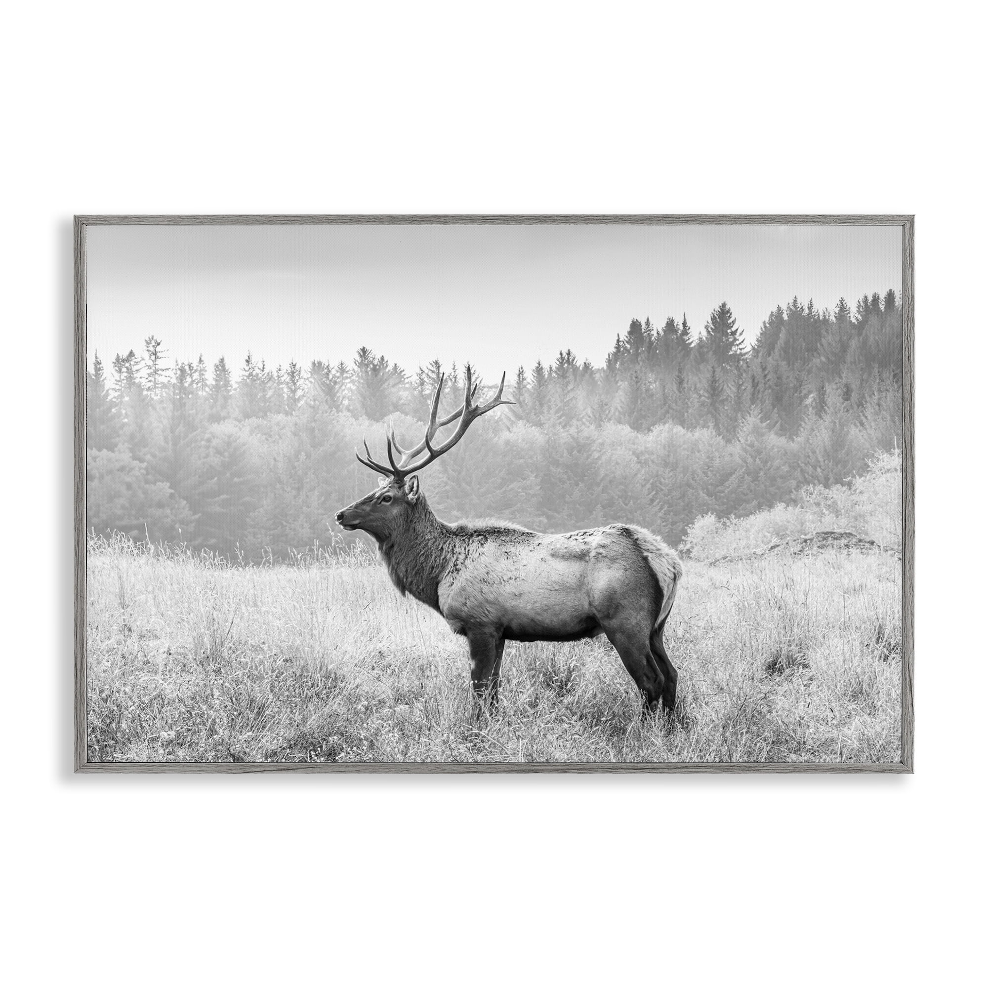 Stupell Industries Stoic American Elk Landscape & Nature Photography Gray Framed Art Print Wall Art, 30 x 20