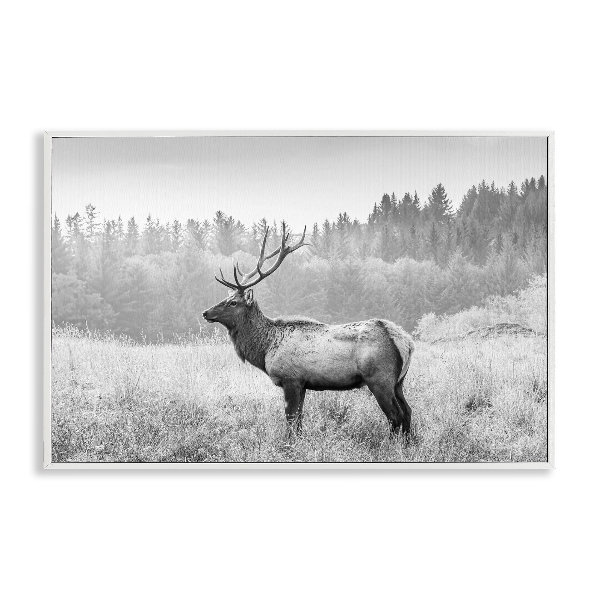 Stupell Industries Stoic American Elk Landscape & Nature Photography White Framed Art Print Wall Art, 18 x 12