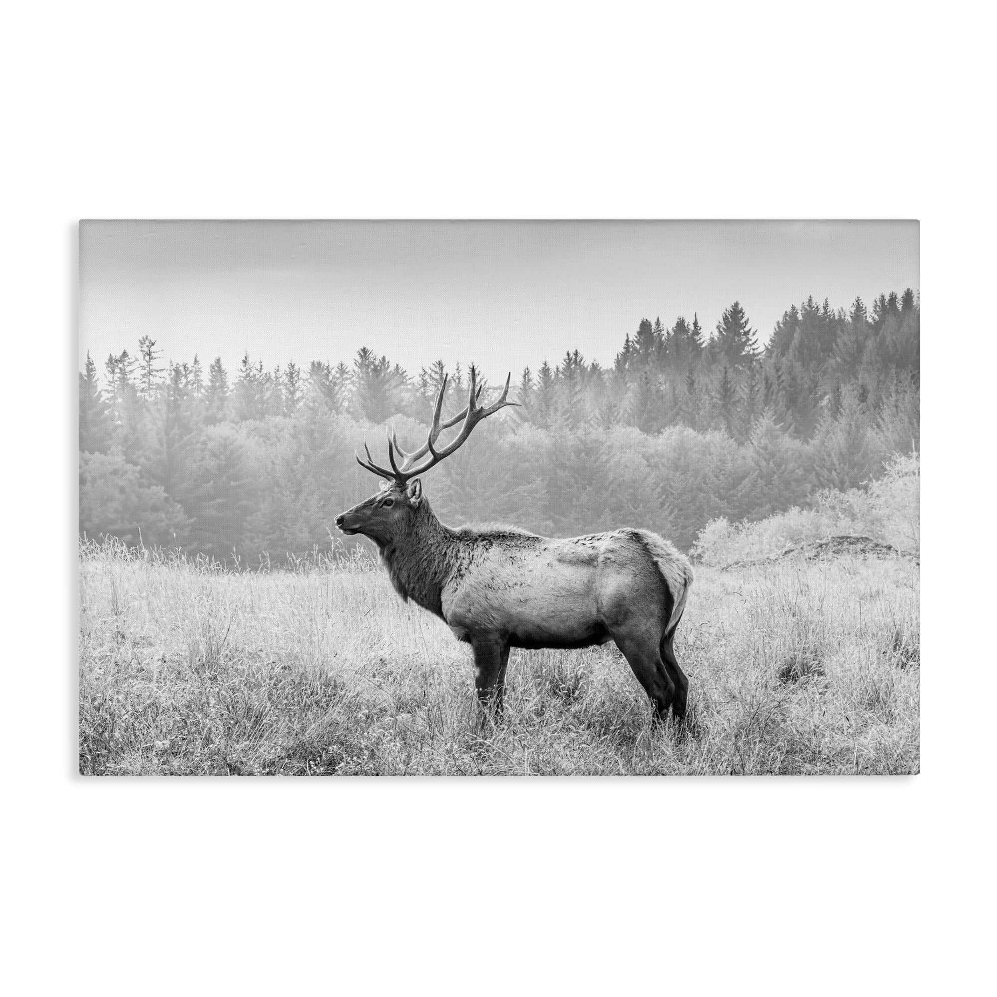 Stupell Industries Stoic American Elk Landscape & Nature Photography Wrapped Canvas Art Print Wall Art, 45 x 30