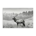 thumbnail image 1 of Stupell Industries Stoic American Elk Landscape & Nature Photography Wrapped Canvas Art Print Wall Art, 45 x 30, 1 of 8