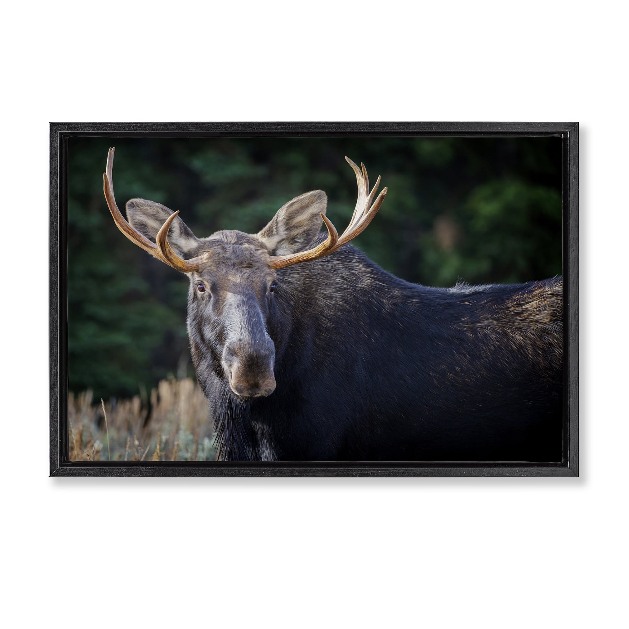 Stupell Industries Stoic Elk Portrait Animals Photography Black Floater Framed Canvas Art Print Wall Art, 31 x 21