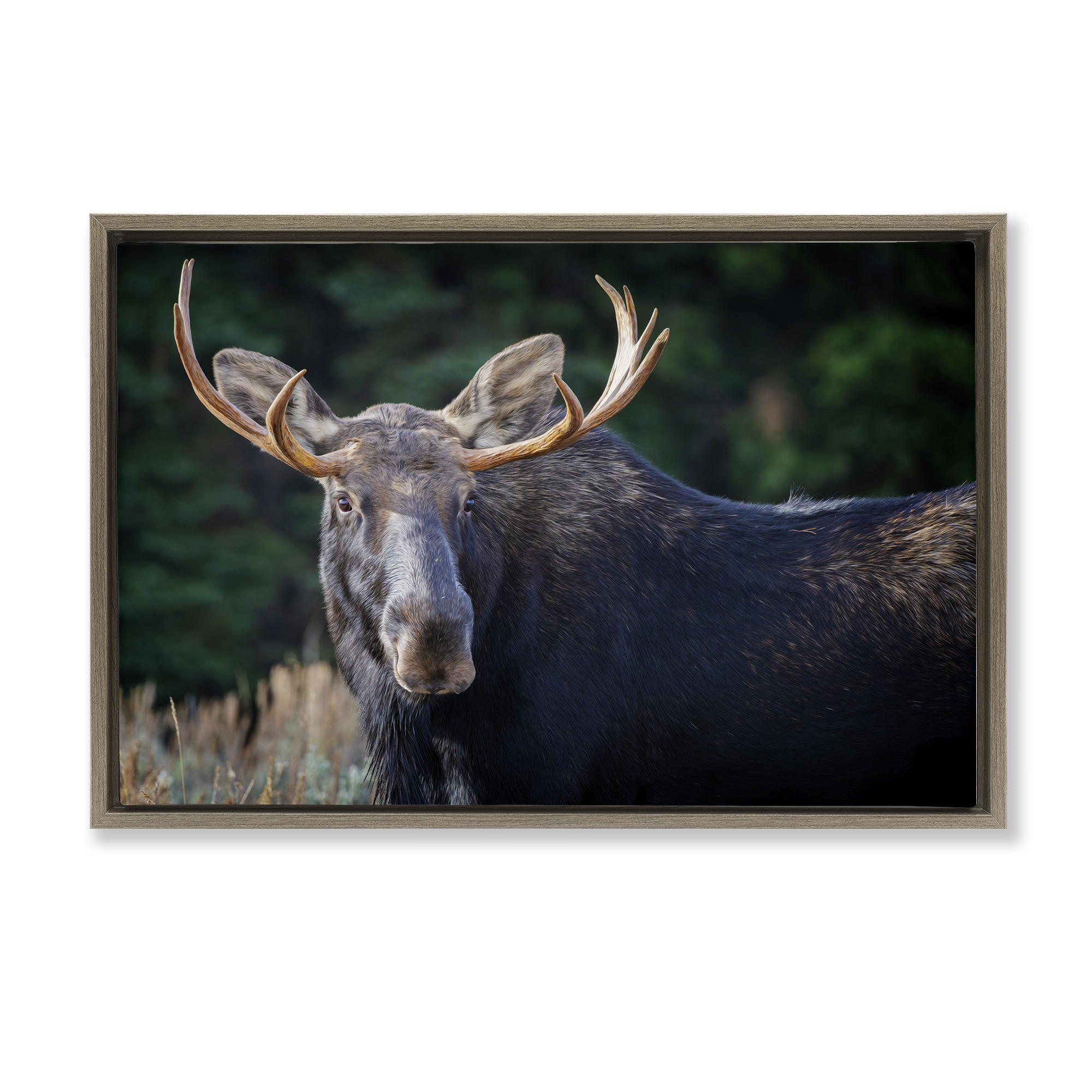 Stupell Industries Stoic Elk Portrait Animals Photography Brown Floater Framed Canvas Art Print Wall Art, 31 x 21