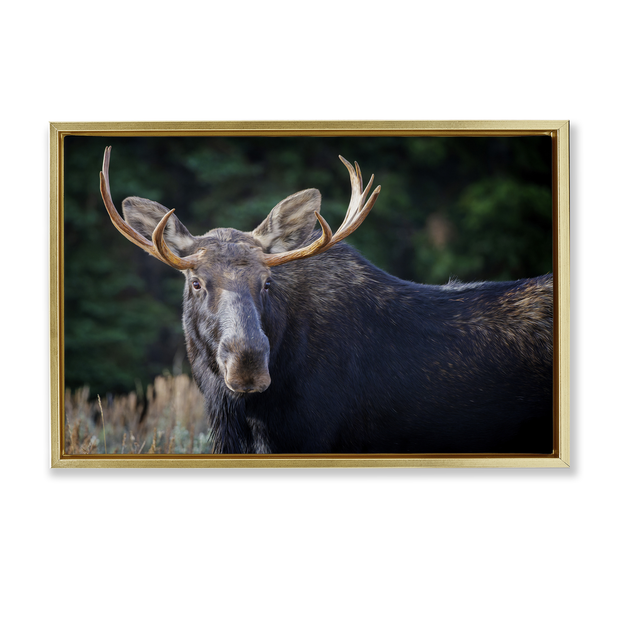 Stupell Industries Stoic Elk Portrait Animals Photography Gold Floater Framed Canvas Art Print Wall Art, 25 x 17