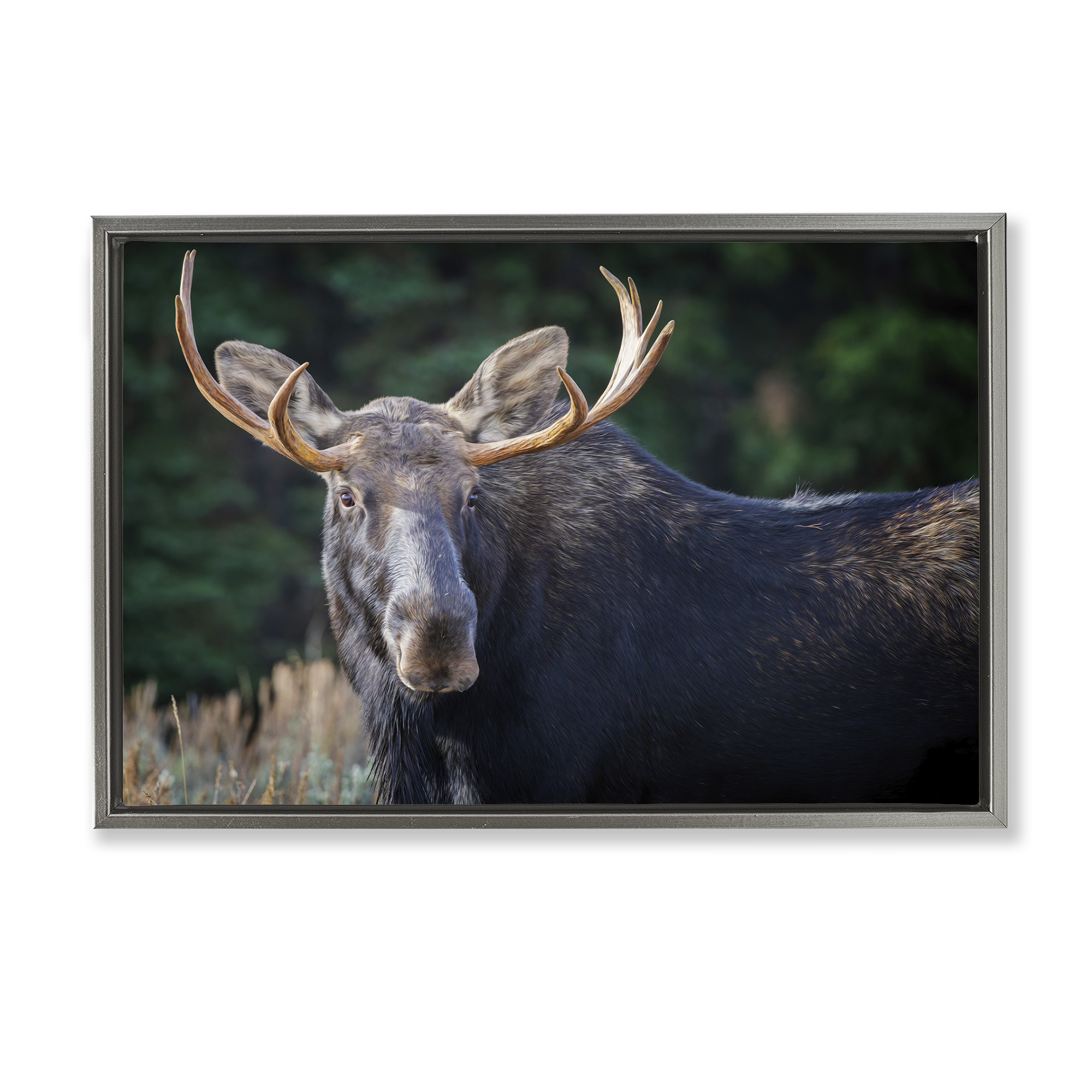 Stupell Industries Stoic Elk Portrait Animals Photography Gray Floater Framed Canvas Art Print Wall Art, 31 x 21