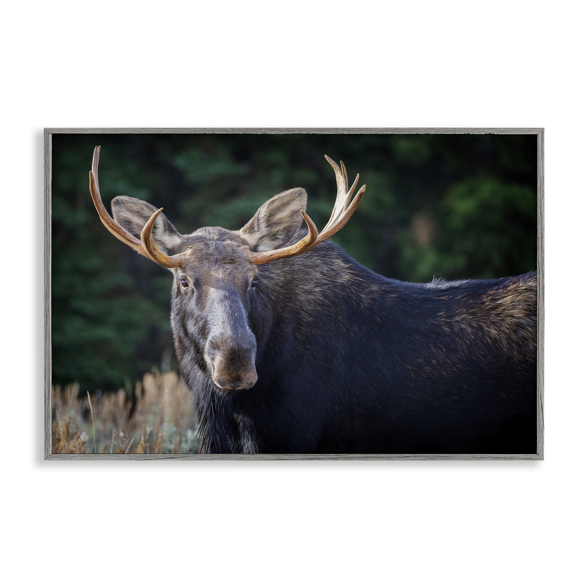 Stupell Industries Stoic Elk Portrait Animals Photography Gray Framed Art Print Wall Art, 24 x 16