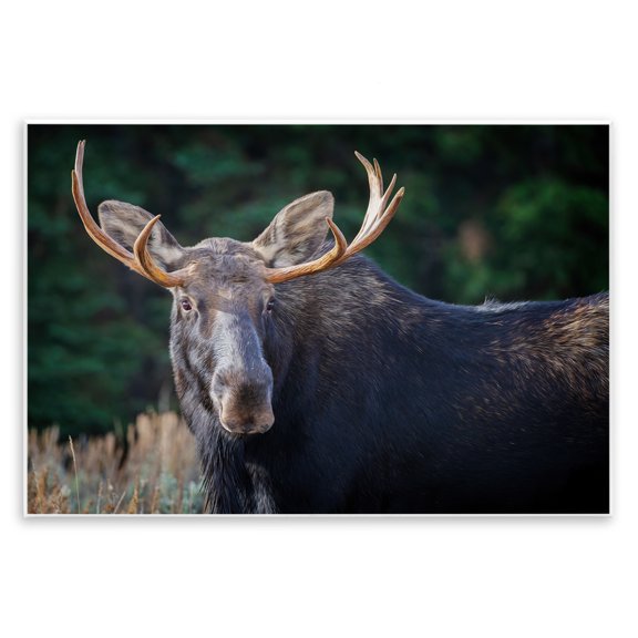 Stupell Industries Stoic Elk Portrait Animals Photography Unframed Art Print Wall Art, 15 x 10